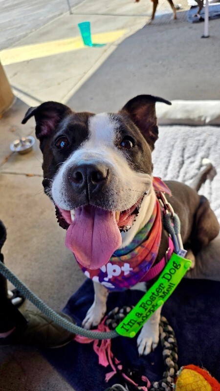 View Chev the Dog Photo #7