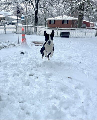 View Chev the Dog Photo #2