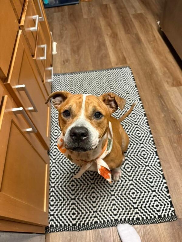 View Trumoo the Dog Photo #2