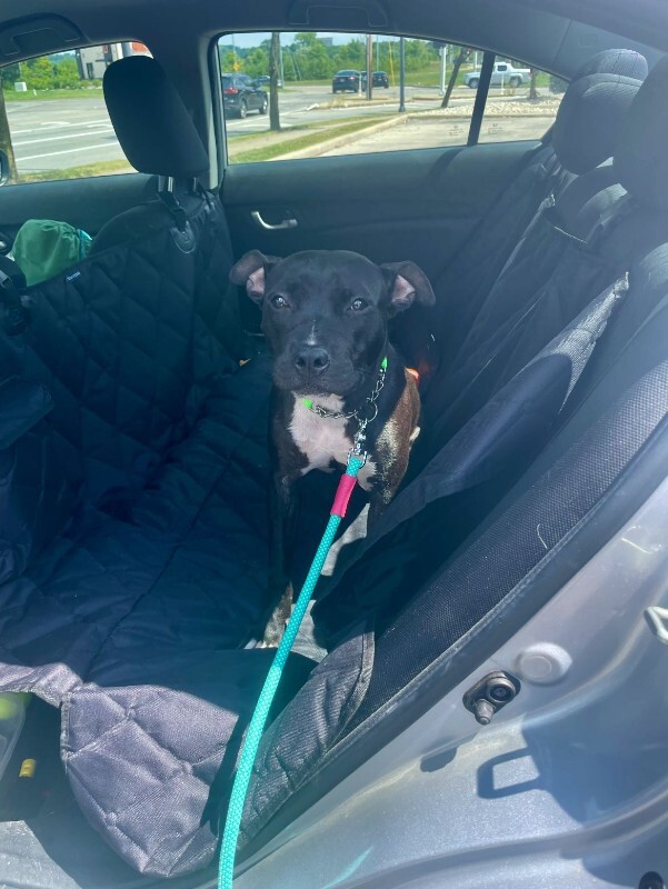 View Manu the Dog Photo #11