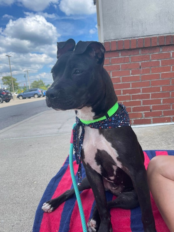 View Manu the Dog Photo #18