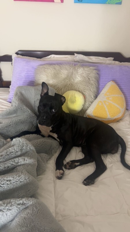 View Manu the Dog Photo #14