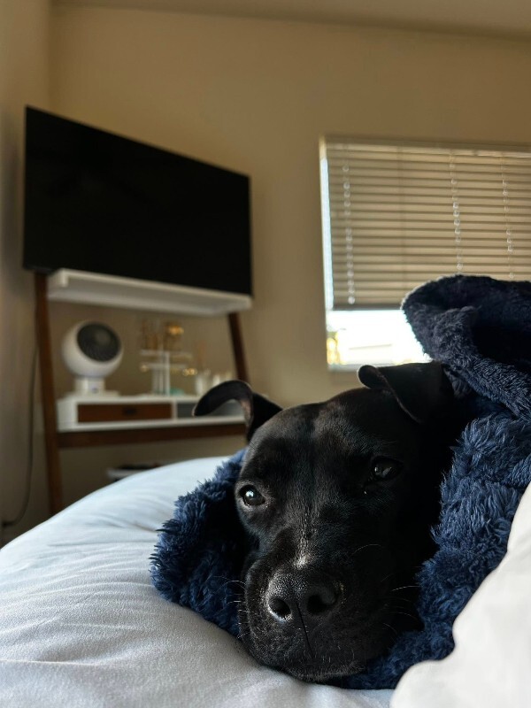 View Manu the Dog Photo #13