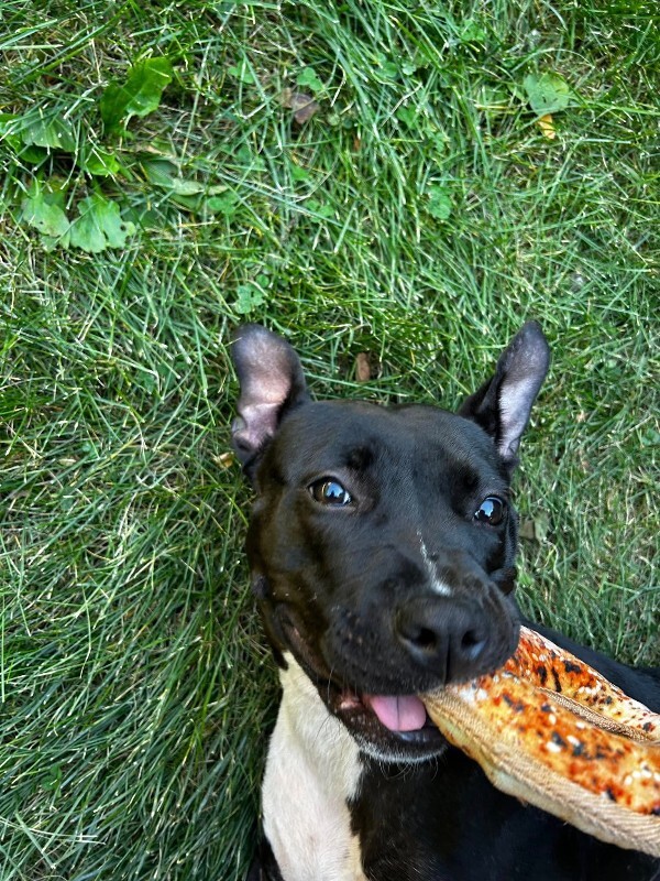 View Manu the Dog Photo #9