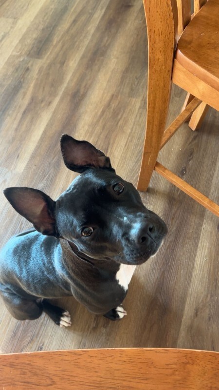 View Manu the Dog Photo #17