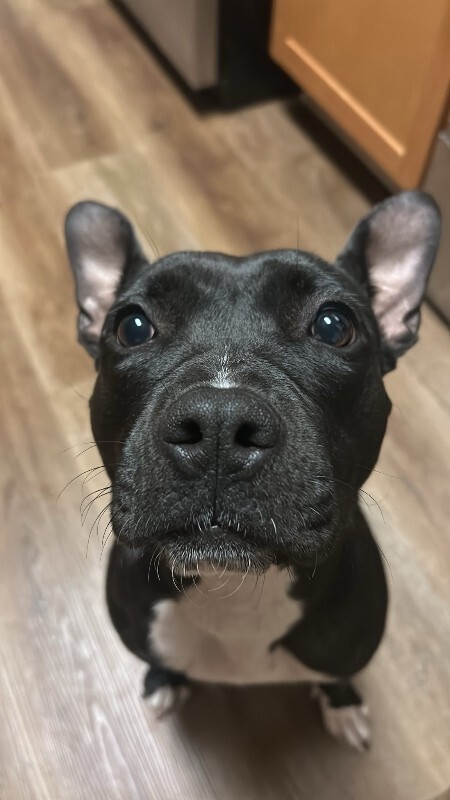 View Manu the Dog Photo #6