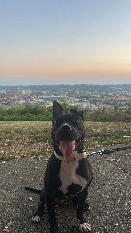 View Manu the Dog Photo #8