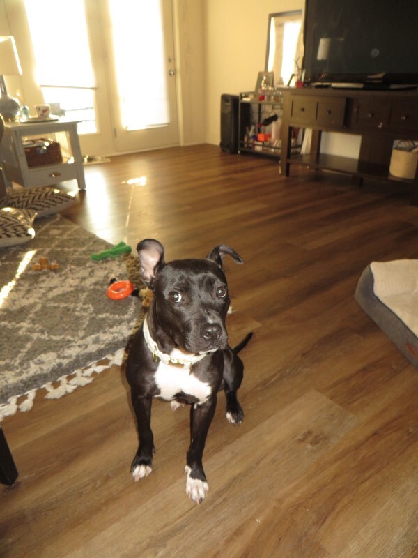 View Manu the Dog Photo #12