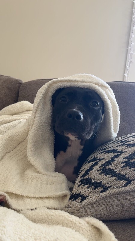 View Manu the Dog Photo #10