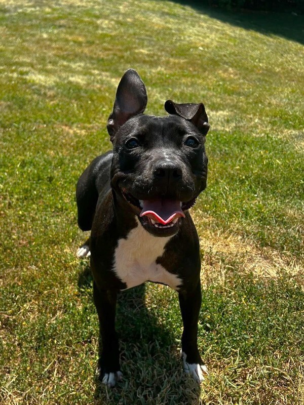 View Manu the Dog Photo #7