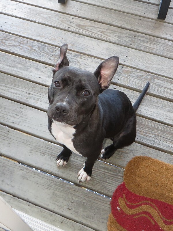 View Manu the Dog Photo #5