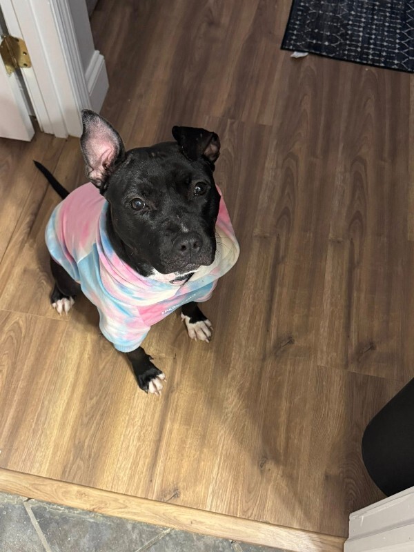 View Manu the Dog Photo #15