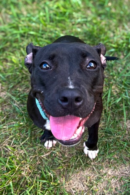 View Manu the Dog Photo #2