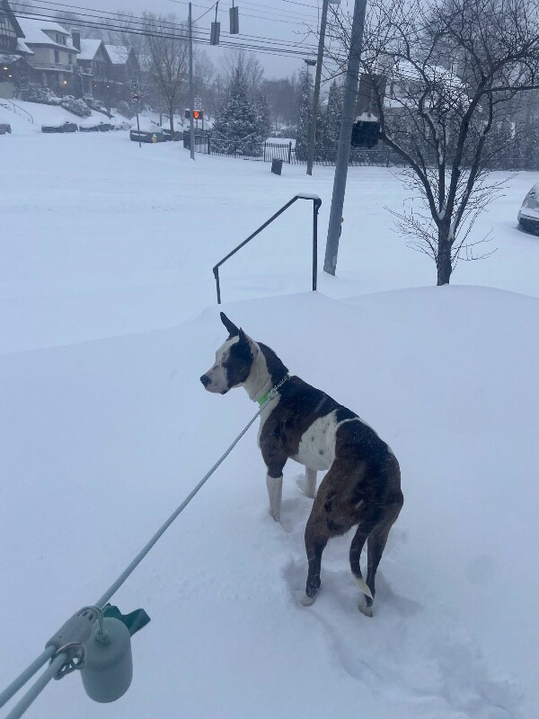 View Sulley the Dog Photo #10