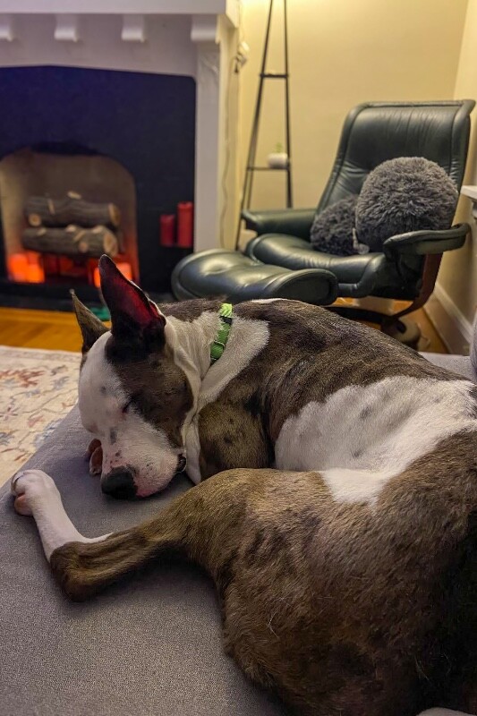 View Sulley the Dog Photo #9