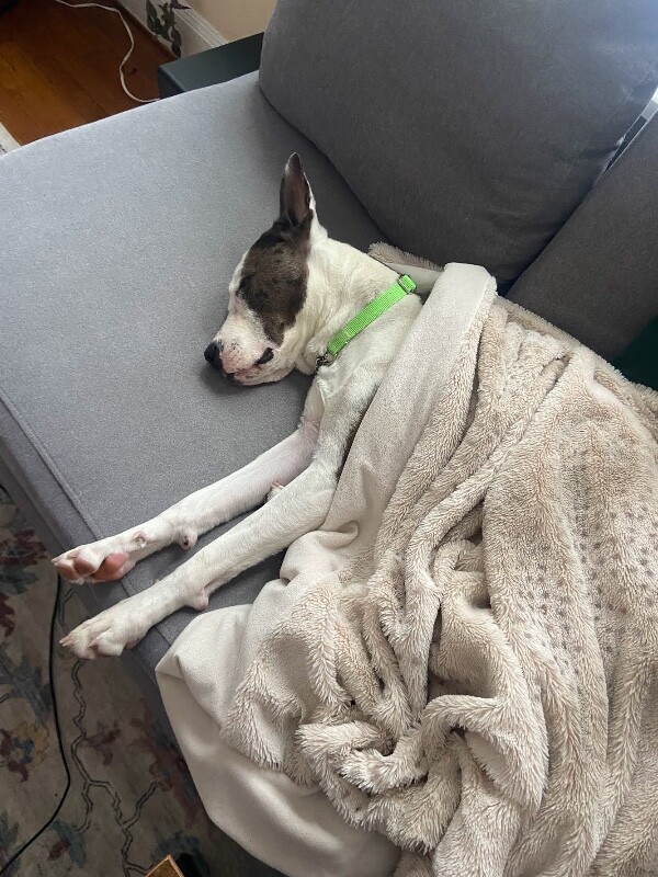 View Sulley the Dog Photo #11