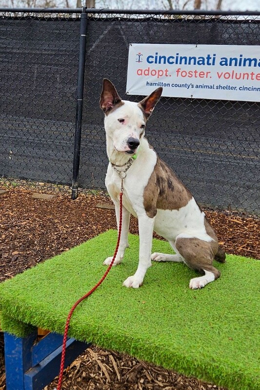 View Sulley the Dog Photo #13