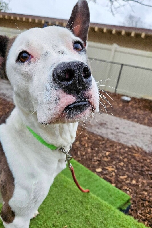 View Sulley the Dog Photo #12