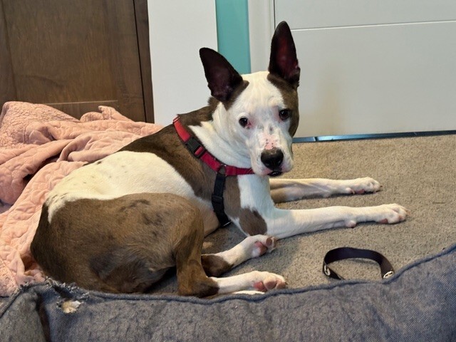 View Sulley the Dog Photo #5