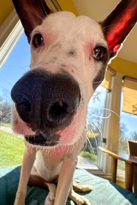 View Sulley the Dog Photo #14