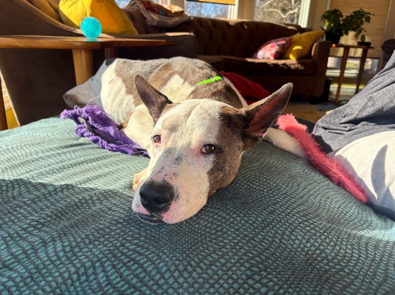 View Sulley the Dog Photo #2