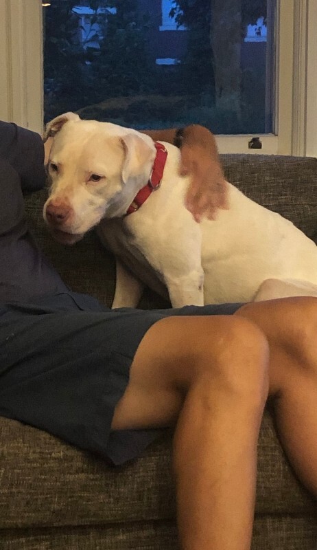 View Peatree the Dog Photo #12