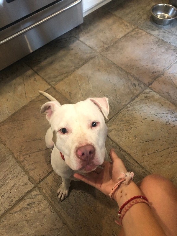 View Peatree the Dog Photo #15