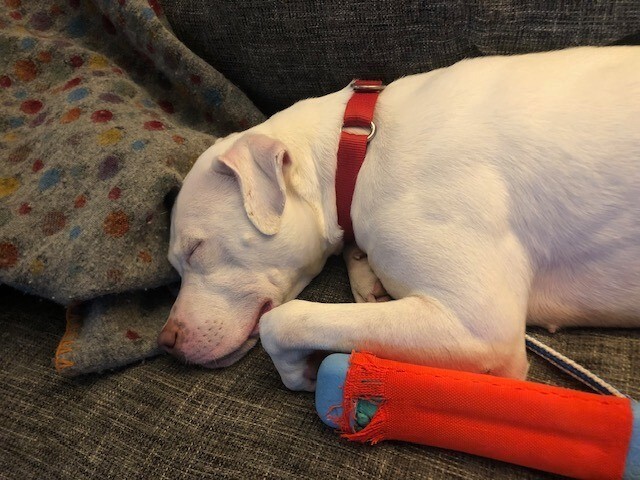 View Peatree the Dog Photo #2