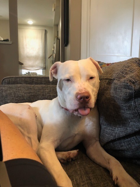 View Peatree the Dog Photo #11