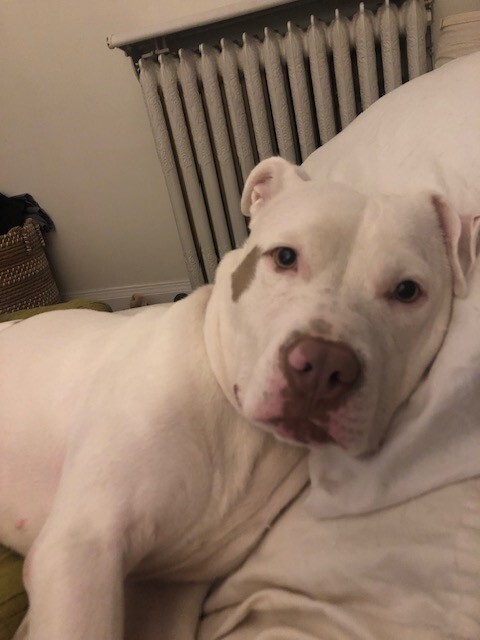 View Peatree the Dog Photo #9