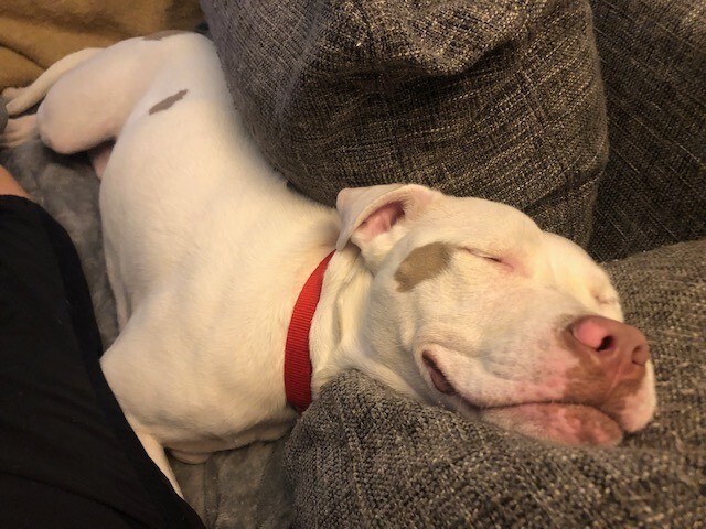 View Peatree the Dog Photo #13