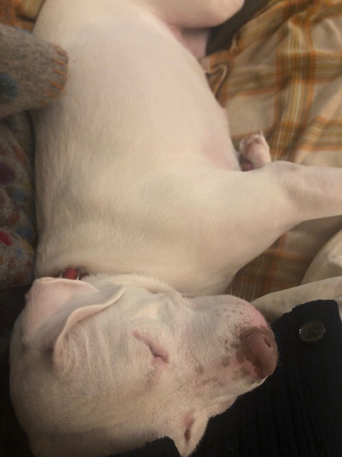 View Peatree the Dog Photo #10