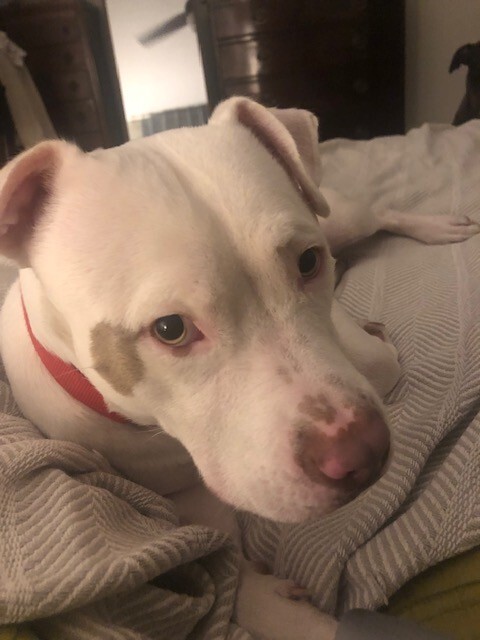 View Peatree the Dog Photo #6