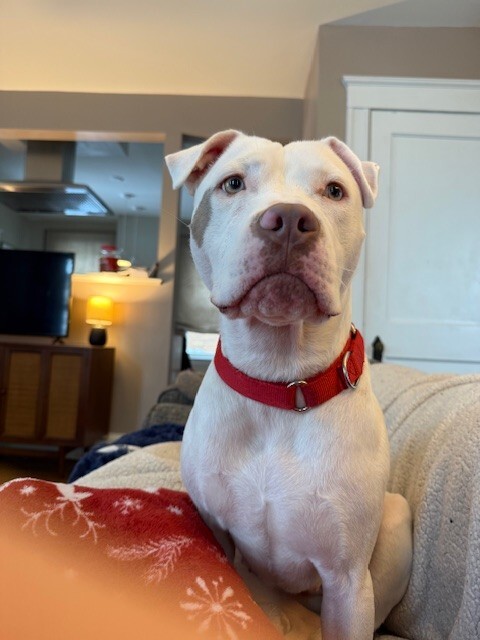 View Peatree the Dog Photo #14