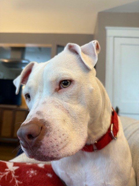 View Peatree the Dog Photo #16