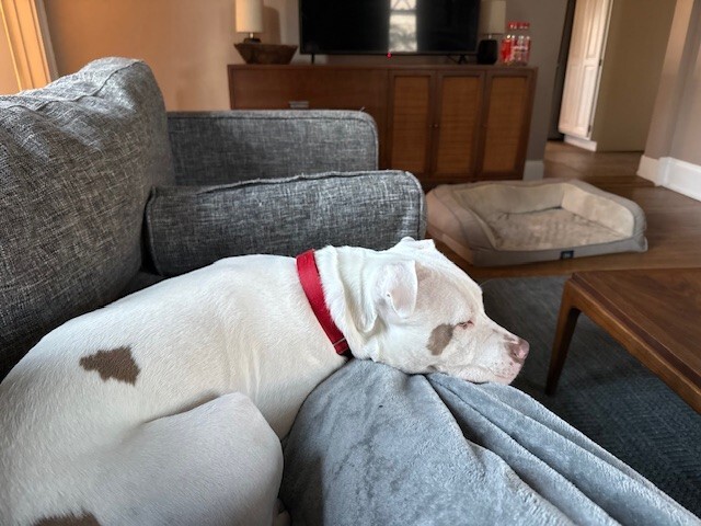 View Peatree the Dog Photo #7