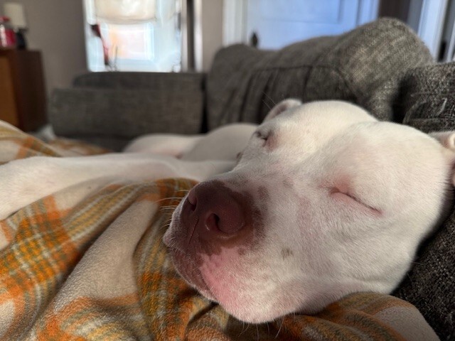 View Peatree the Dog Photo #8