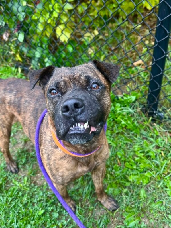 View Brynn the Dog Photo #13