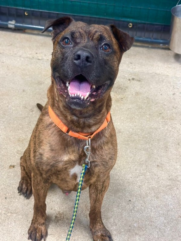 View Brynn the Dog Photo #11