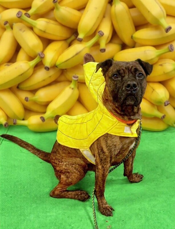 View Brynn the Dog Photo #10