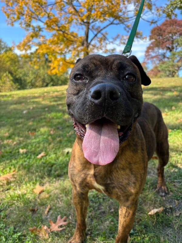 View Brynn the Dog Photo #14