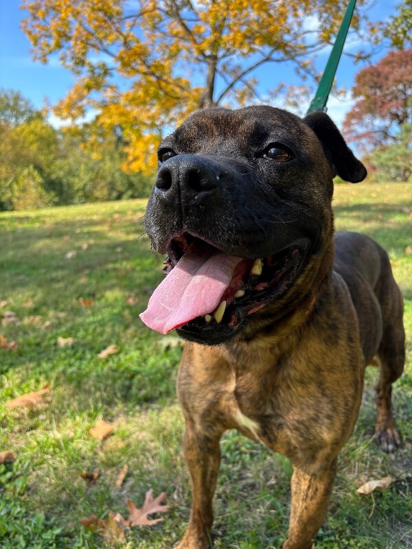 View Brynn the Dog Photo #15