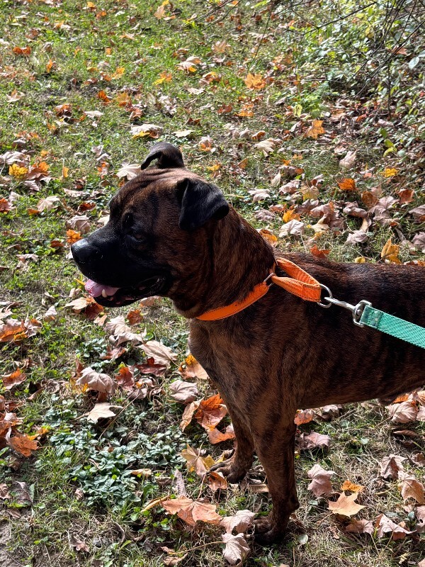 View Brynn the Dog Photo #17