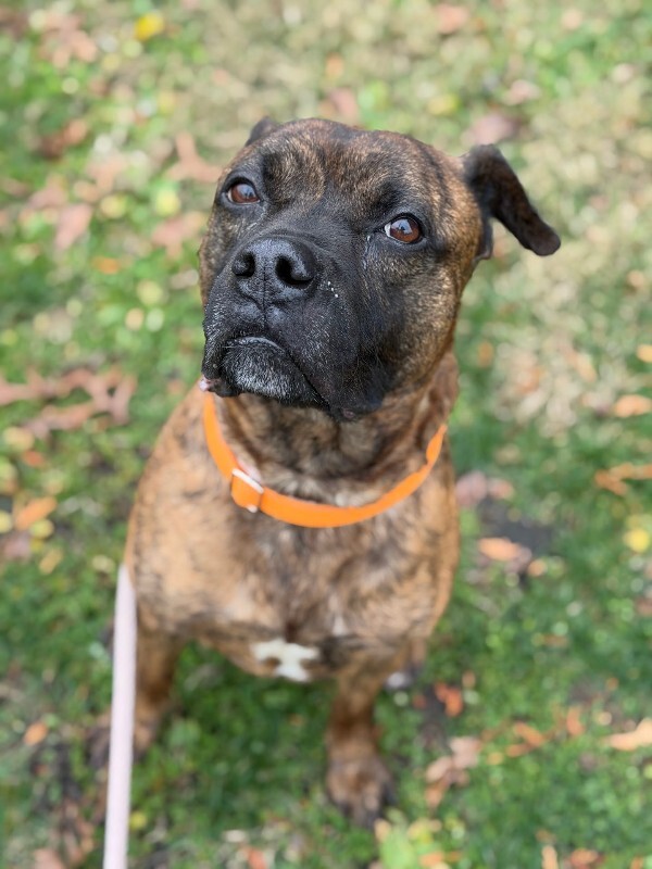 View Brynn the Dog Photo #8