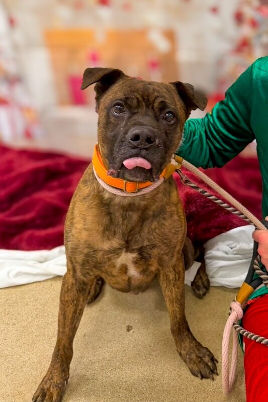 View Brynn the Dog Photo #4