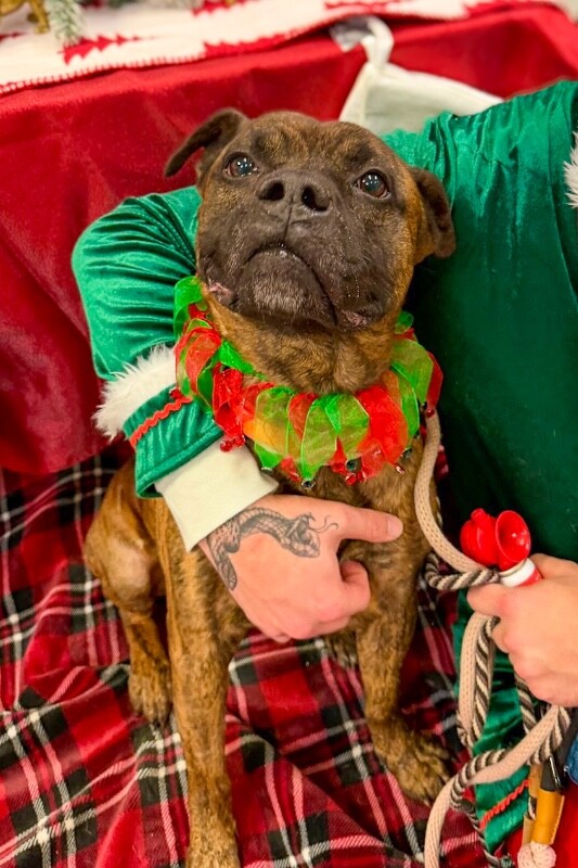 View Brynn the Dog Photo #9