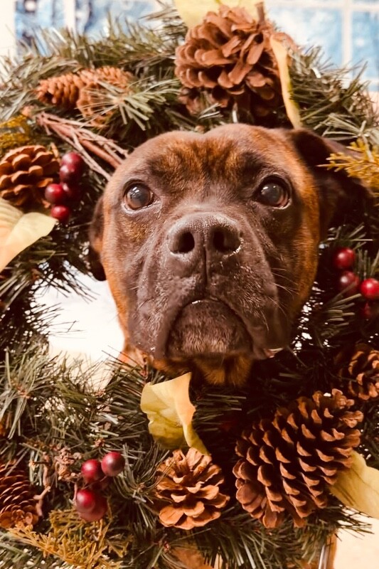 View Brynn the Dog Photo #18