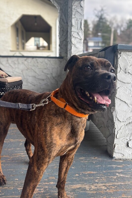 View Brynn the Dog Photo #5