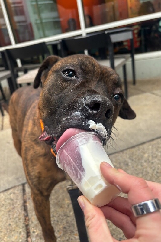 View Brynn the Dog Photo #3