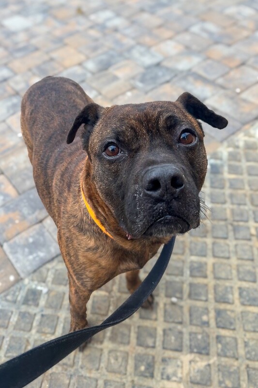 View Brynn the Dog Photo #7